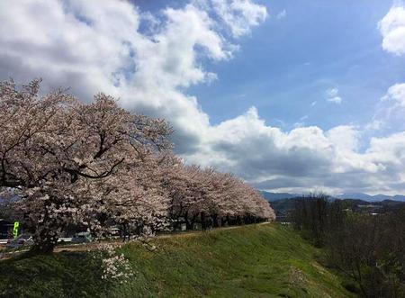 子育てママ　住みやすい　土地　家　桜並木