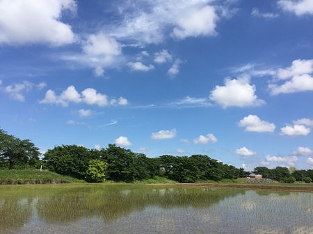 八尾町　新緑の桜並木　土地　住宅