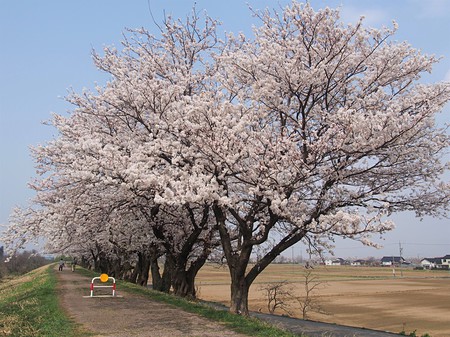 富山　八尾　神通川さくら堤　田舎暮らし