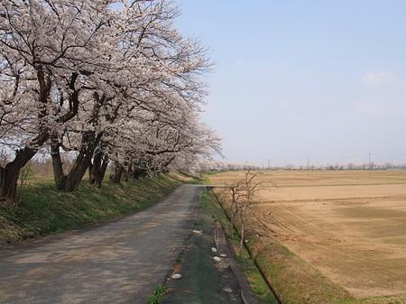 富山　八尾神通川さくら堤　田舎暮らし　土地