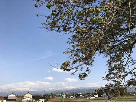 八尾神通さくら堤　立山連邦　八尾土地　富山市